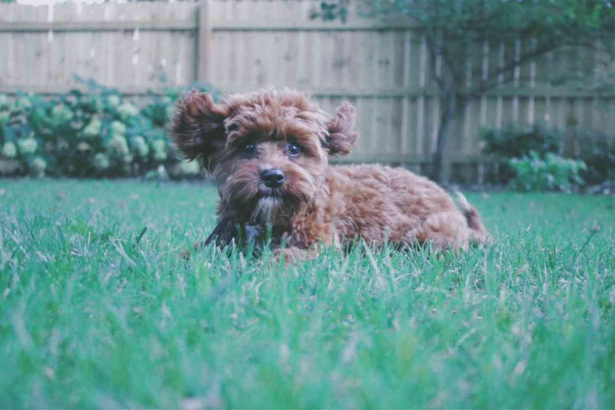 Teddy Bear Puppies: Breed, Training, And Grooming Explained 3