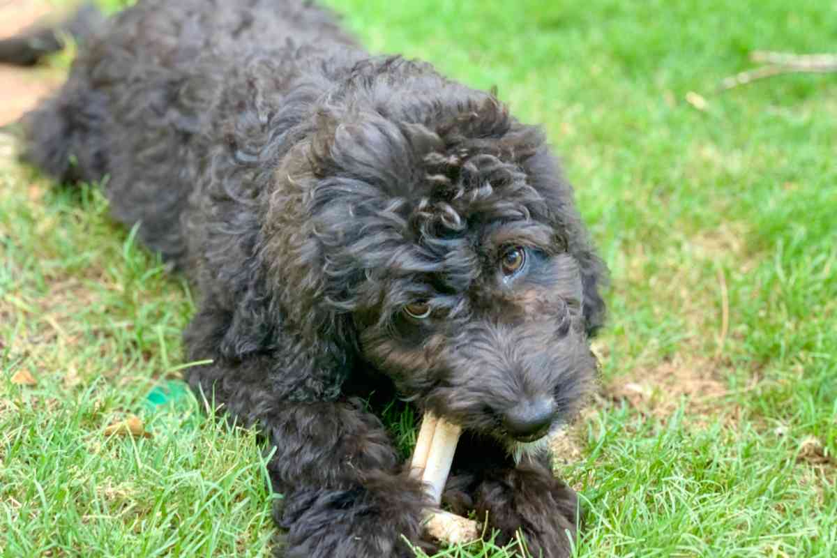 Aussiedoodle Puppy Cost: Up-Front &Amp; Long-Term Cost Analysis 2