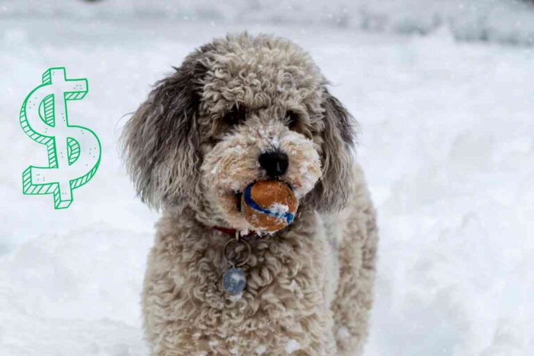 Aussiedoodle Puppy Cost: Up-Front & Long-Term Cost Analysis