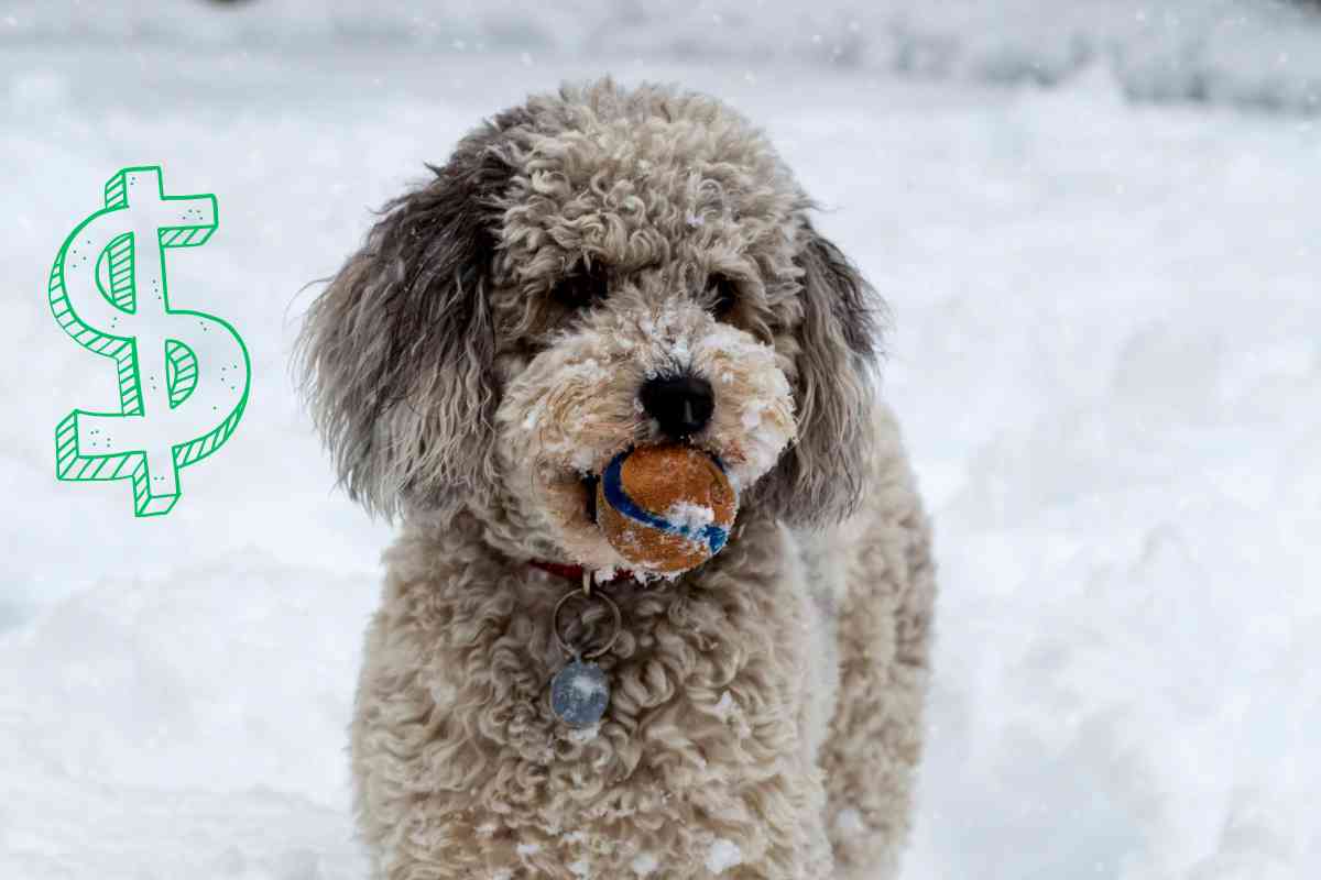 Aussiedoodle Puppy Cost: Up-Front &Amp;Amp; Long-Term Cost Analysis 1
