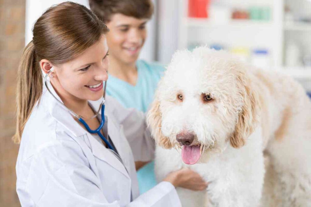 5 Goldendoodles Diseases (and How To Prevent Them)