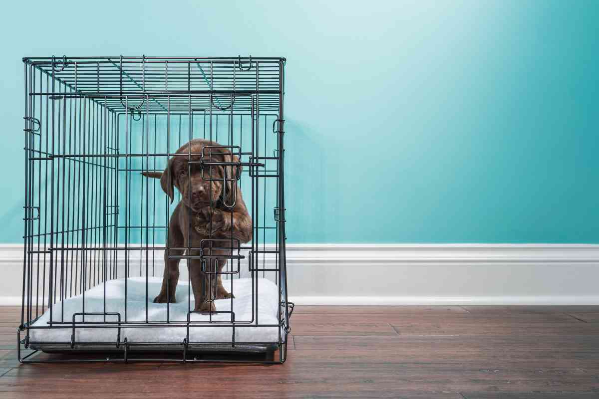 How Much Room Should A Puppy Have In The Crate? 2