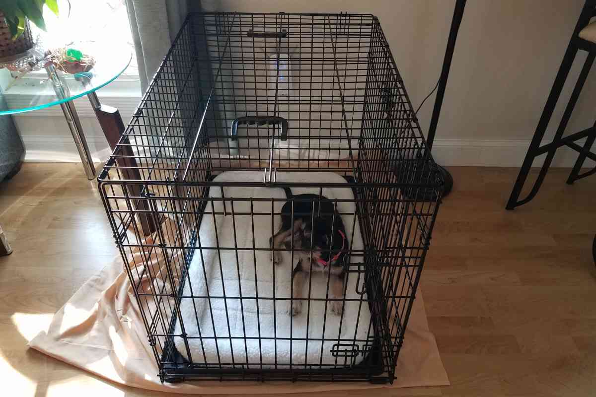 How Much Room Should A Puppy Have In The Crate? 3