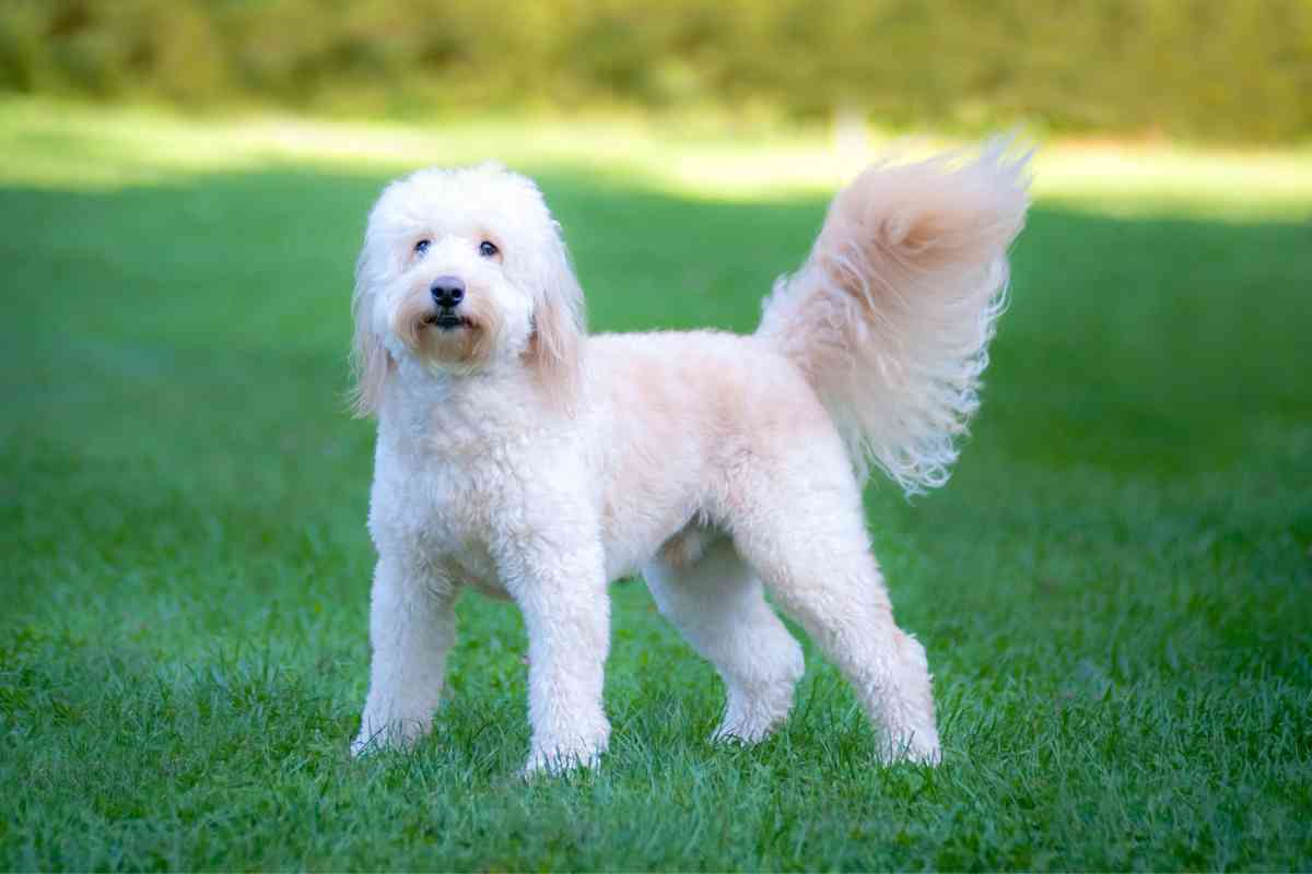 How To Tell If You Have A Curly Goldendoodle Puppy [3 Steps To Determine The Perfect Hair Type] 2