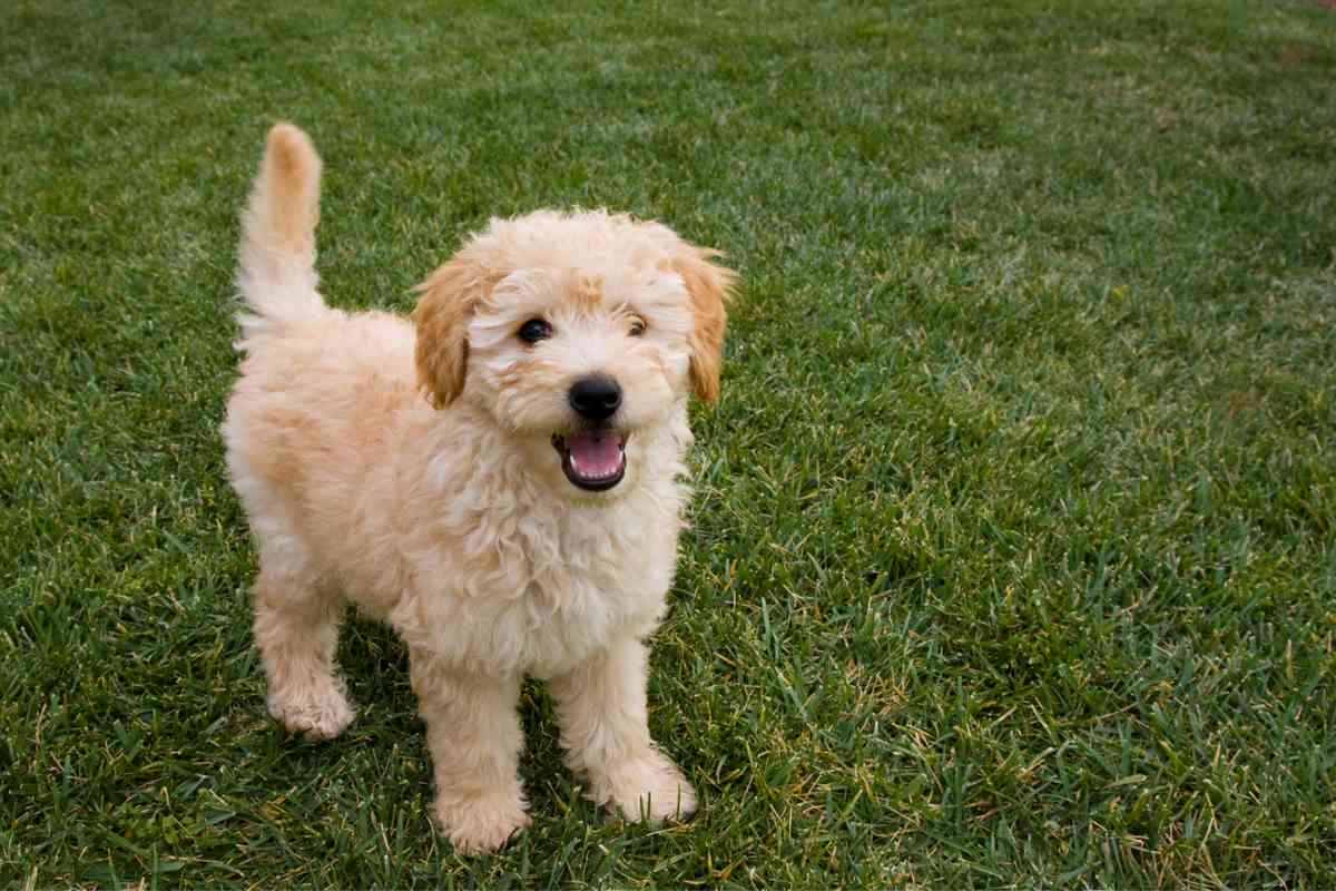 How To Tell If You Have A Curly Goldendoodle Puppy [3 Steps To Determine The Perfect Hair Type] 3