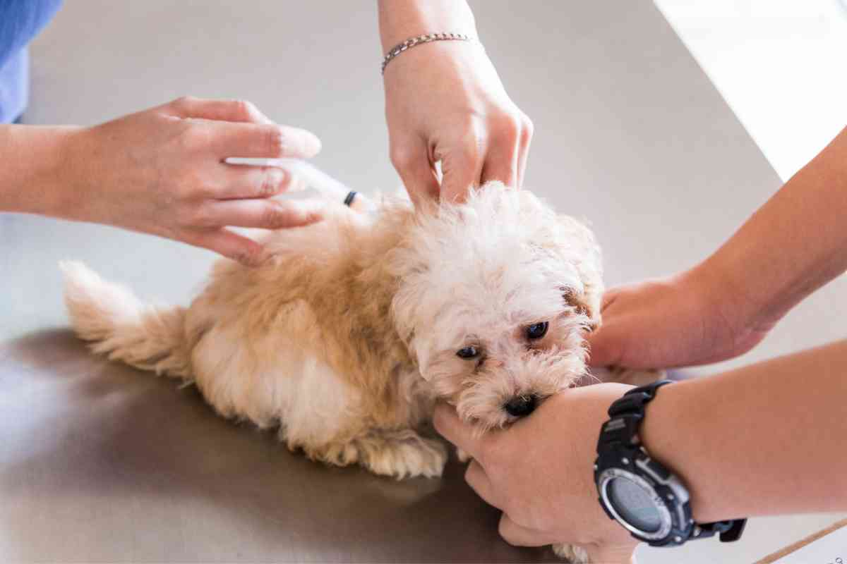 Here'S When Puppies Can Be Around Other Dogs (Don'T Risk It!) 4