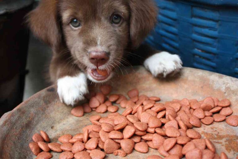 Switching Your Puppy From Puppy Food To Dog Food: The Ultimate Guide
