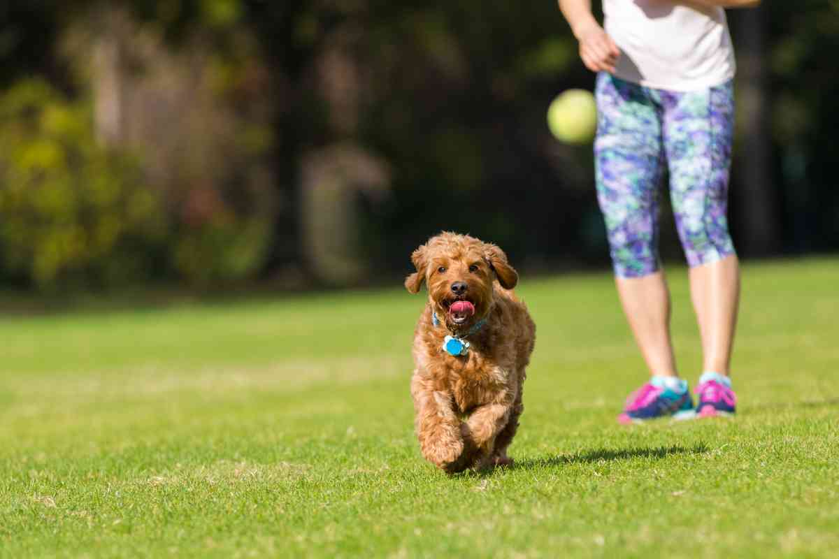 Goldendoodle Ear Infection: 3 Common Problems &Amp; Treatments (Veterinarian Weighs In!) 2