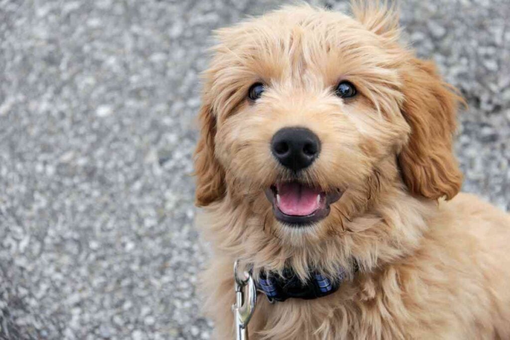 Goldendoodle Ear Infection 3 Common Problems & Treatments