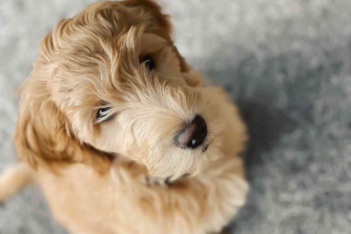 Can Goldendoodles Be Akc Registered? Can You Register A Goldendoodle? The Ultimate Guide! 2