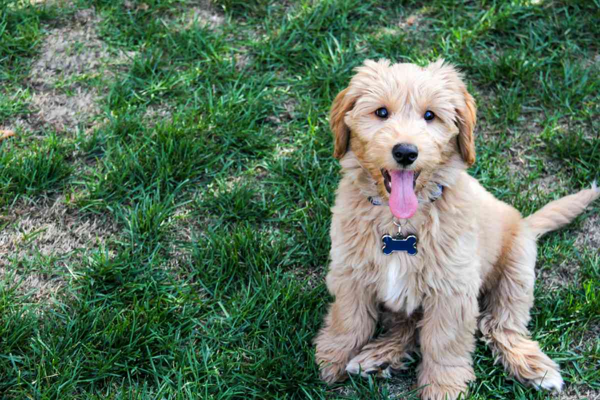 Do Puppies Need 3 or 4 Sets Of Shots? What You Need To Know