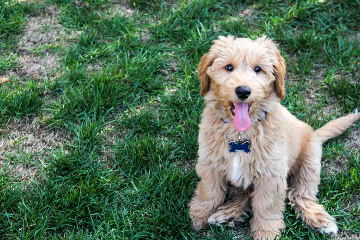 Do Puppies Need 3 Or 4 Sets Of Shots? What You Need To Know