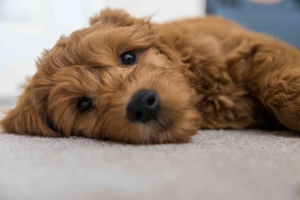 Do Goldendoodle Puppies Sleep a Lot? How Much Sleep Do They Need