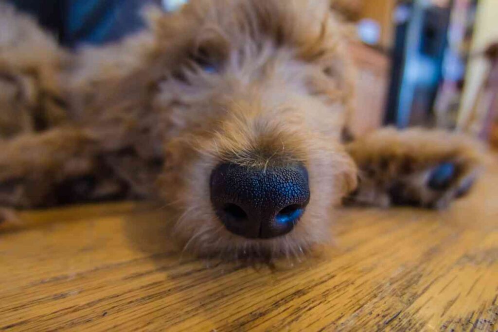 Do Goldendoodle Puppies Sleep a Lot? How Much Sleep Do They Need