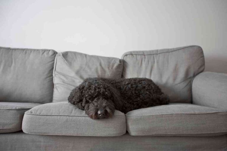 Do Goldendoodle Puppies Sleep a Lot? How Much Sleep Do They Need