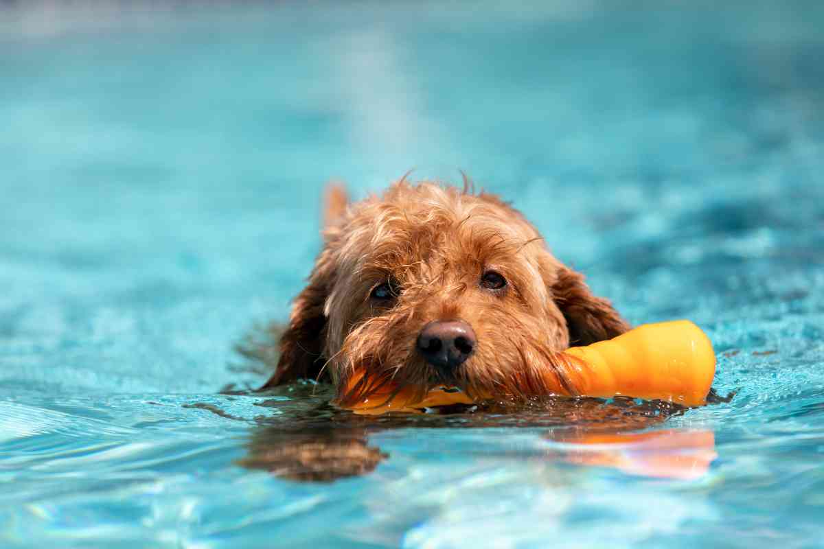 How Often Can You Bathe A Goldendoodle Puppy? 3