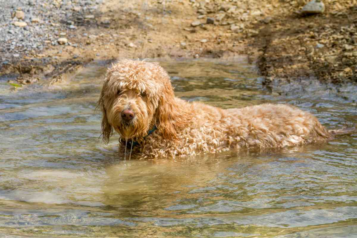How Often Can You Bathe A Goldendoodle Puppy? 4 How Often Can You Bathe A Goldendoodle Puppy? 4