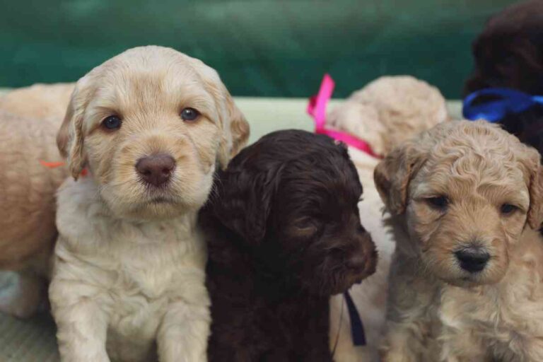 How Much Labradoodle Puppies Cost &Amp; Factors That Boost The Price