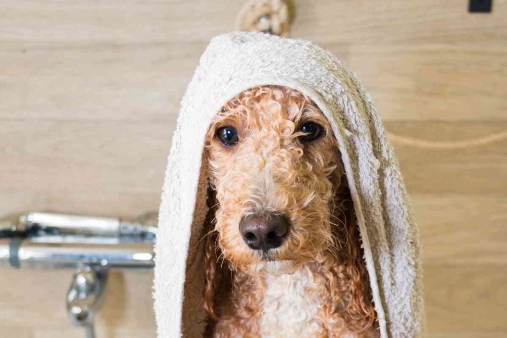 How Do You get Matted Hair off a Dog without cutting it?