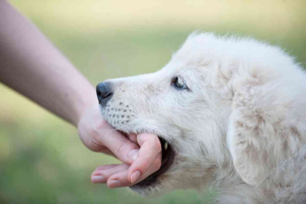 When Do Goldendoodles Stop Biting and How You Can Stop It