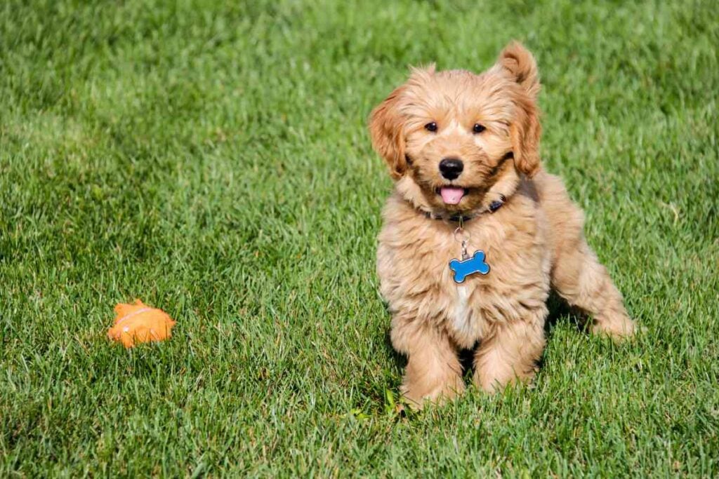 What Age Do Goldendoodles Naturally Calm Down?