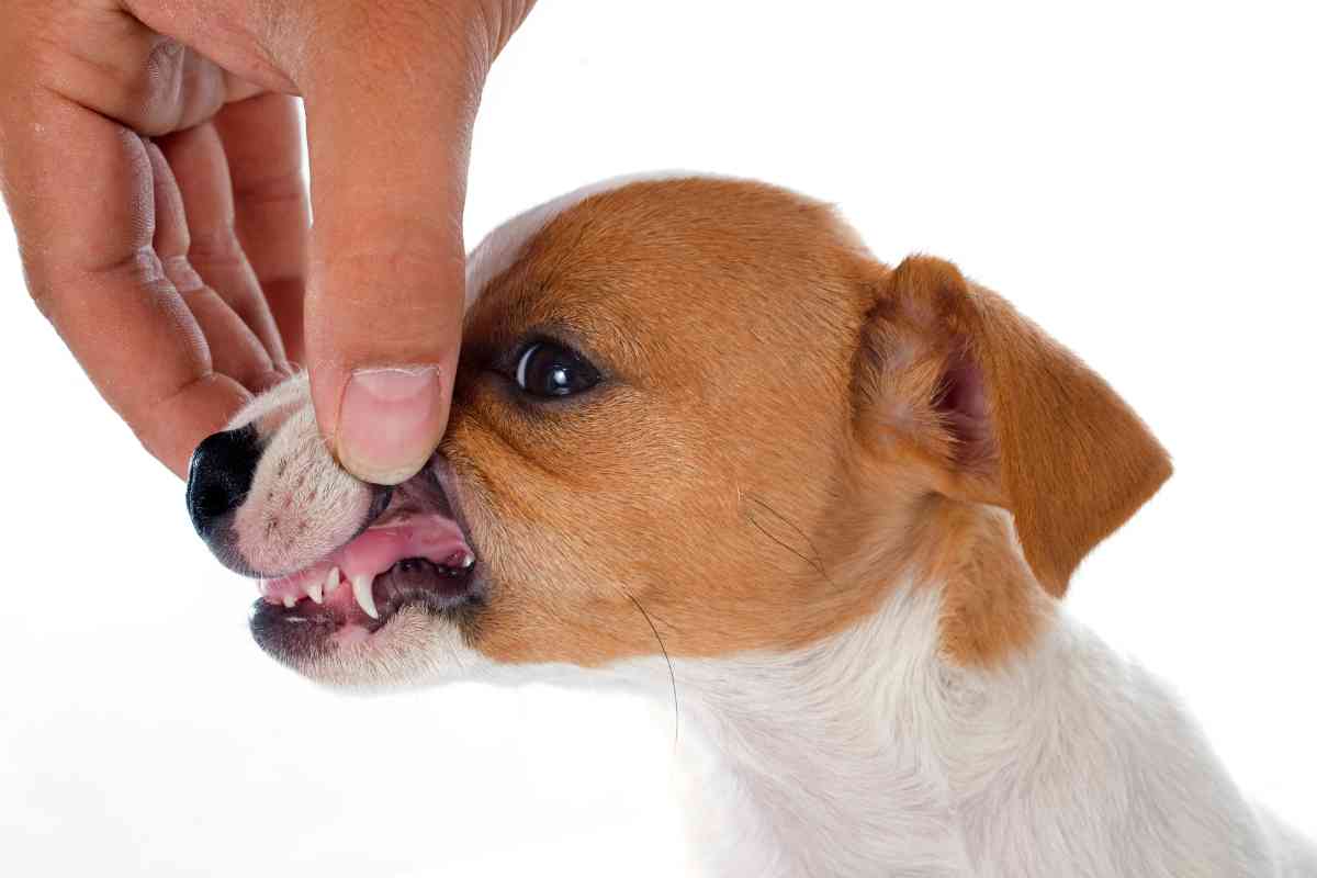 When Do Puppies Teeth The Worst? Teething Puppies And What To Do About It! 3