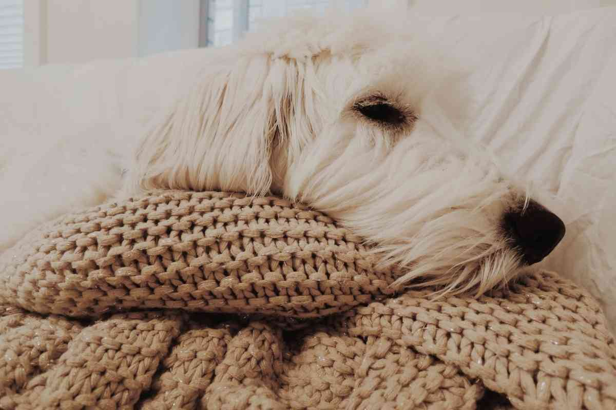 Do Goldendoodle Puppies Sleep A Lot? How Much Sleep Do They Need? 6
