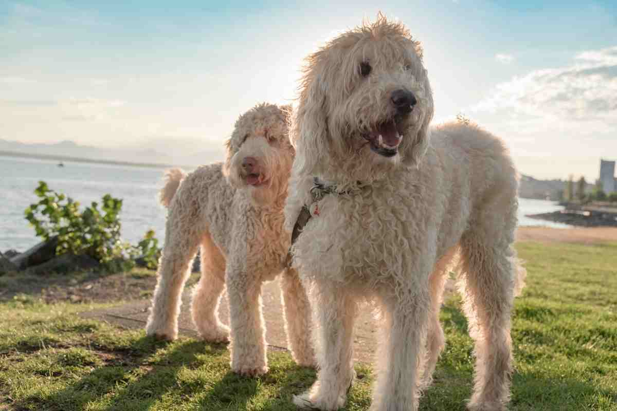 Golden Retriever Golden Doodle Mix: Can You Breed A Goldendoodle With A Retriever? 4