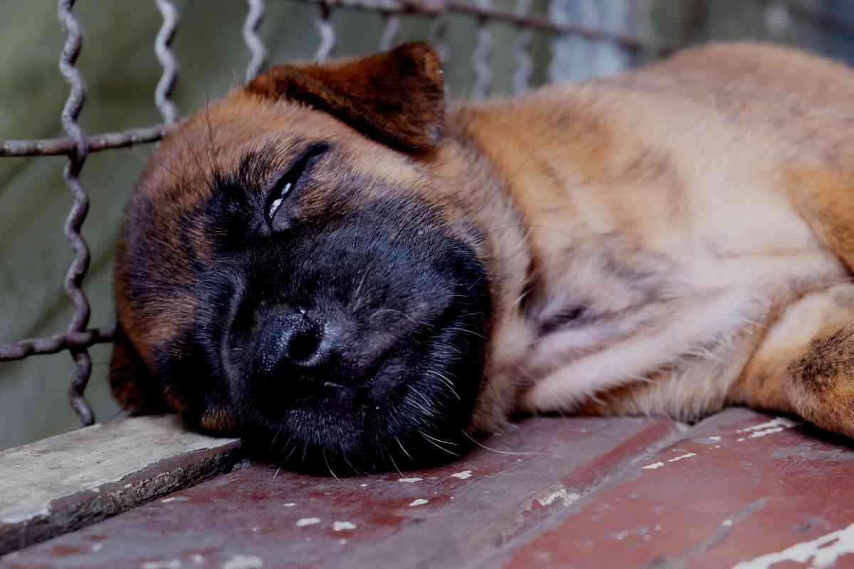 How Long Do Goldendoodles Sleep At Night? When Do Puppies Sleep Through The Night? 5