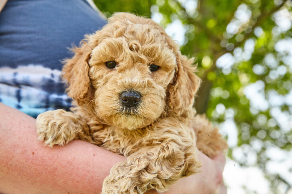 At What Age Is A Mini Goldendoodle Full Grown? 2