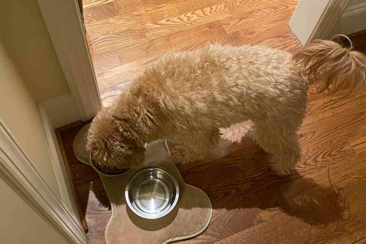 Are Goldendoodles Allergic To Chicken? Can They Eat It? 5