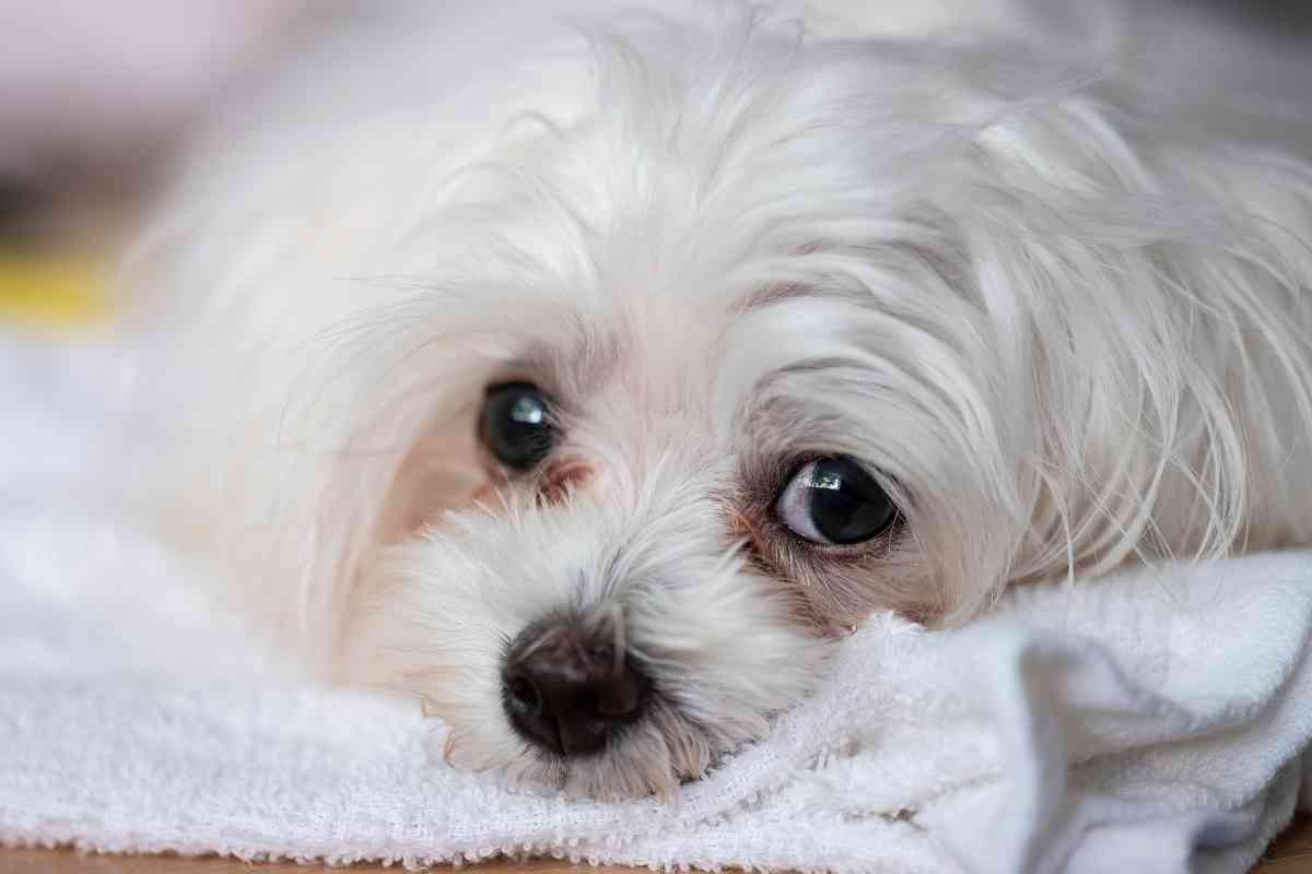 5 Ways To Remove Dog Tear Stains Naturally At Home 3