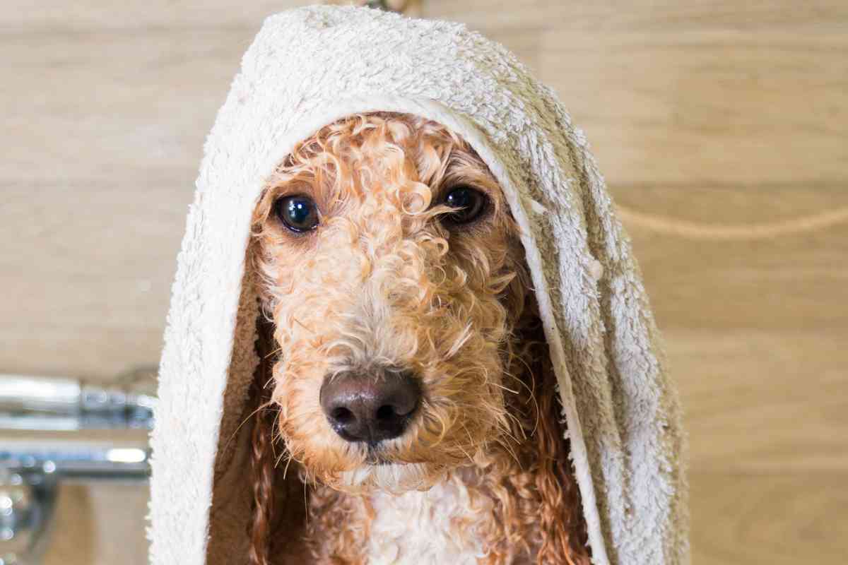 Goldendoodle Grooming: How To Keep Your Dog'S Coat Looking Great 1