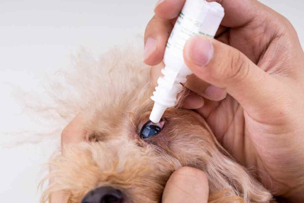 Here’s How To Clean Puppy Eye Boogers Safely & Quickly Goldendoodle