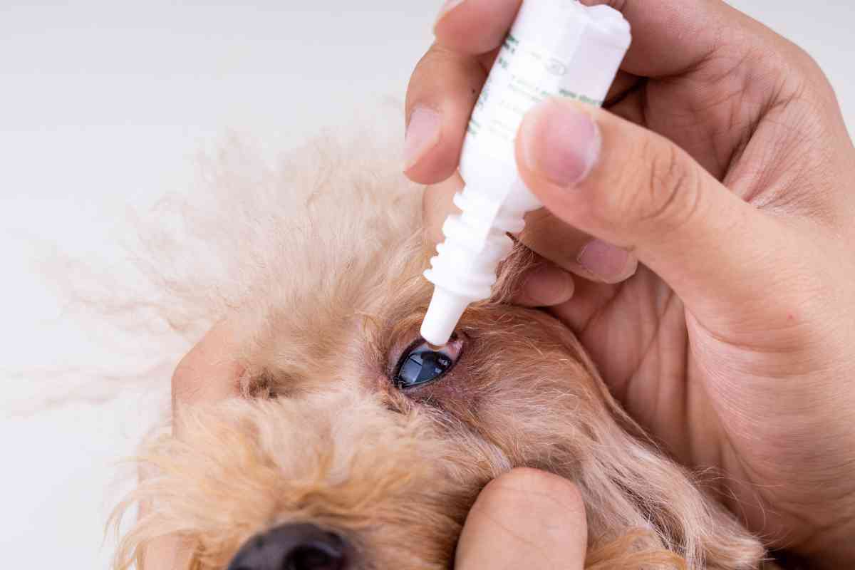 Here’s How To Clean Puppy Eye Boogers Safely &Amp; Quickly 2