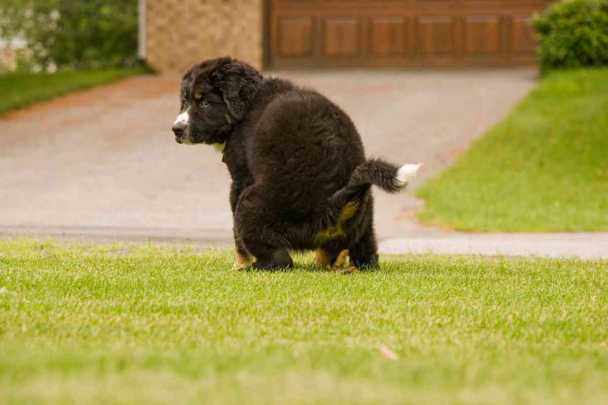 Here’s How Long You Have To Get Your Puppy Outside To Poop After Eating 2 Here’s How Long You Have To Get Your Puppy Outside To Poop After Eating 2