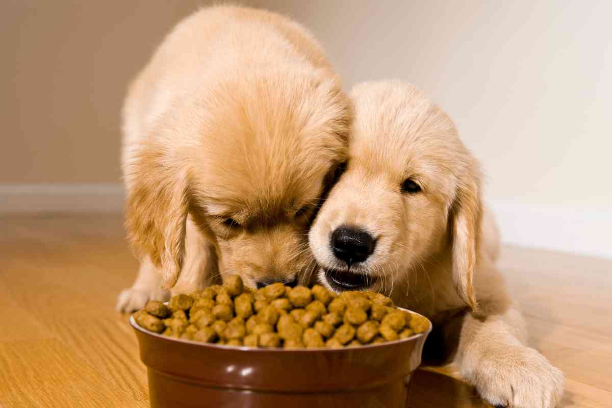 Here’s How Long You Have To Get Your Puppy Outside To Poop After Eating 1 Here’s How Long You Have To Get Your Puppy Outside To Poop After Eating 1