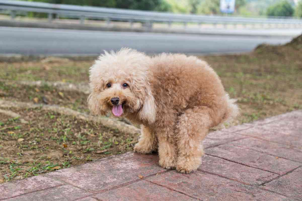 Here’s How Long You Have To Get Your Puppy Outside To Poop After Eating 4 Here’s How Long You Have To Get Your Puppy Outside To Poop After Eating 4