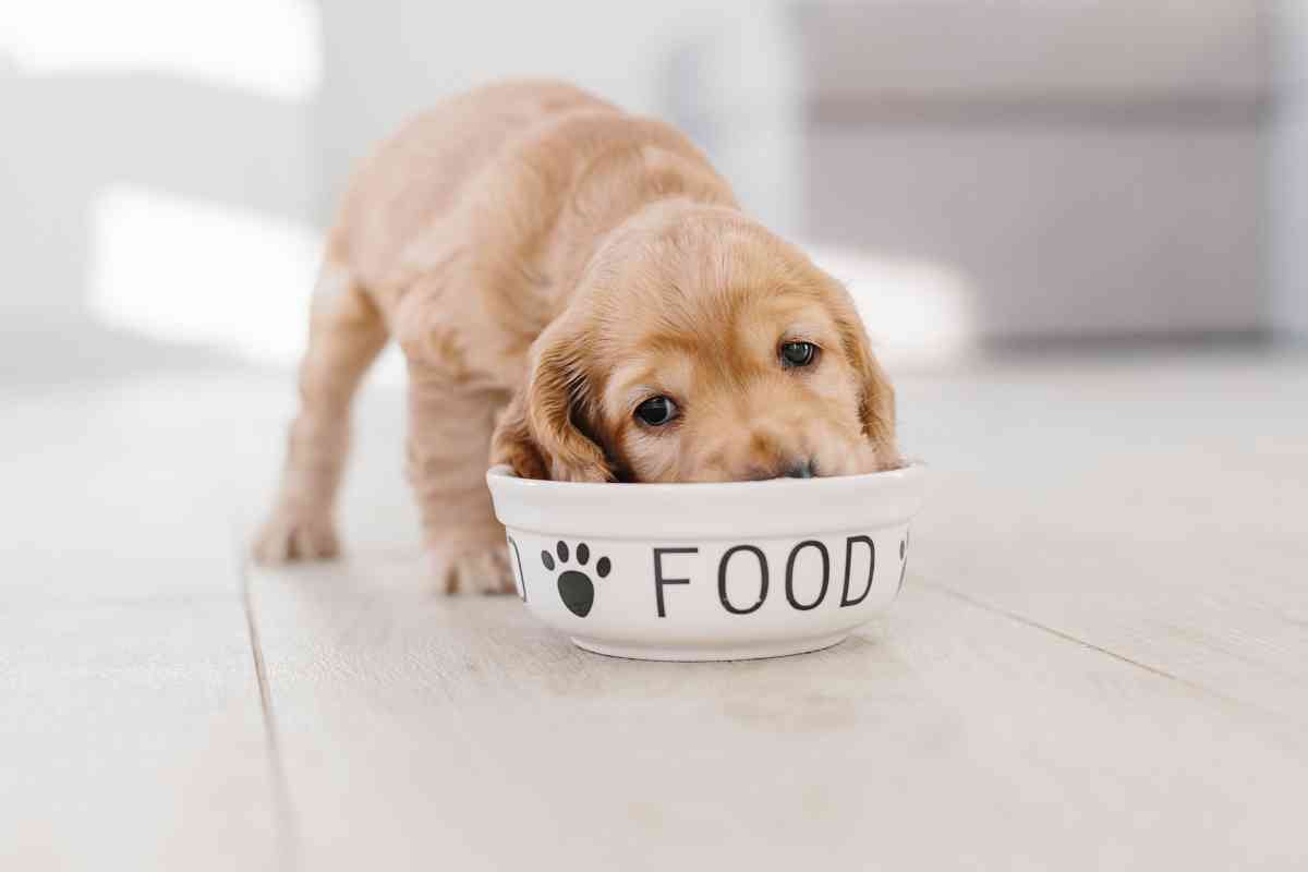 Here’s How Long You Have To Get Your Puppy Outside To Poop After Eating 3 Here’s How Long You Have To Get Your Puppy Outside To Poop After Eating 3