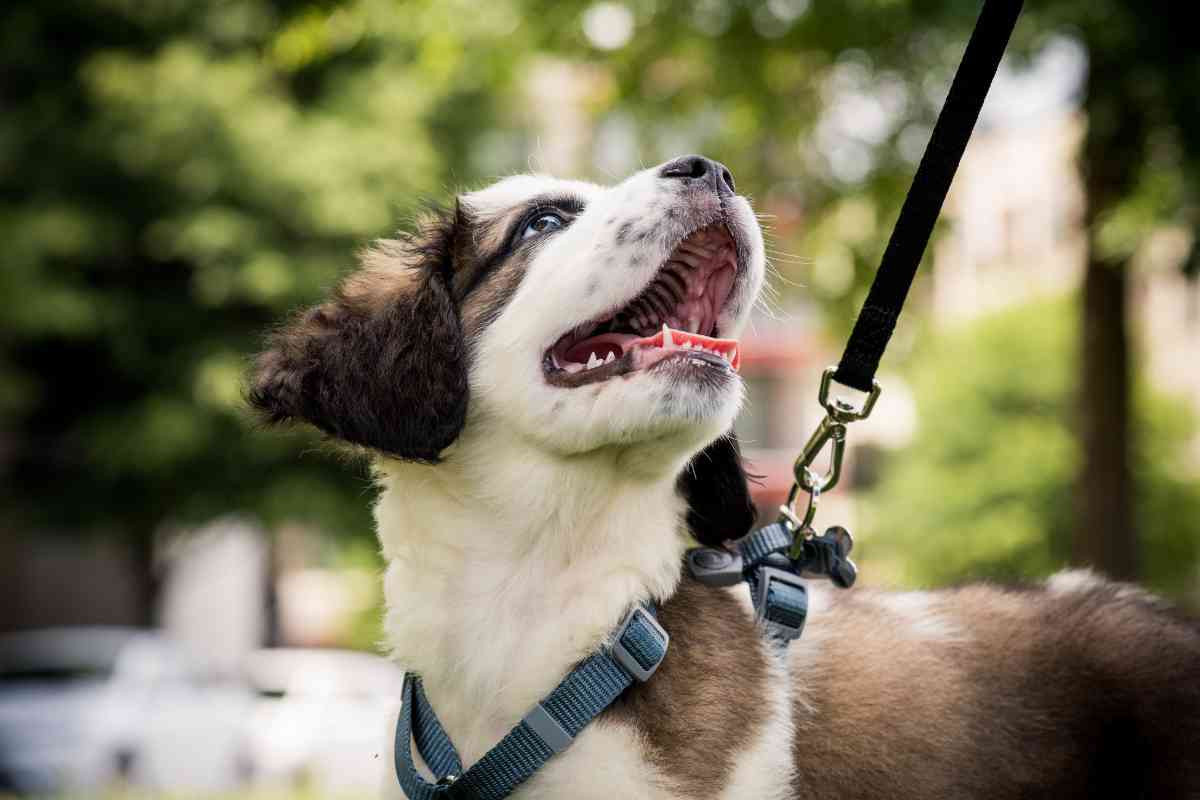 Here'S How Often Puppies Should Poop! (Explained!) 2