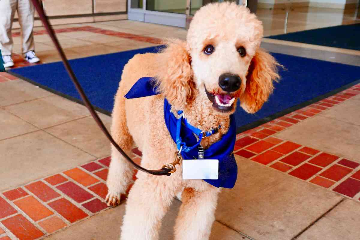 Goldendoodle Therapy Dog: 8 Reasons They'Re The Best 7