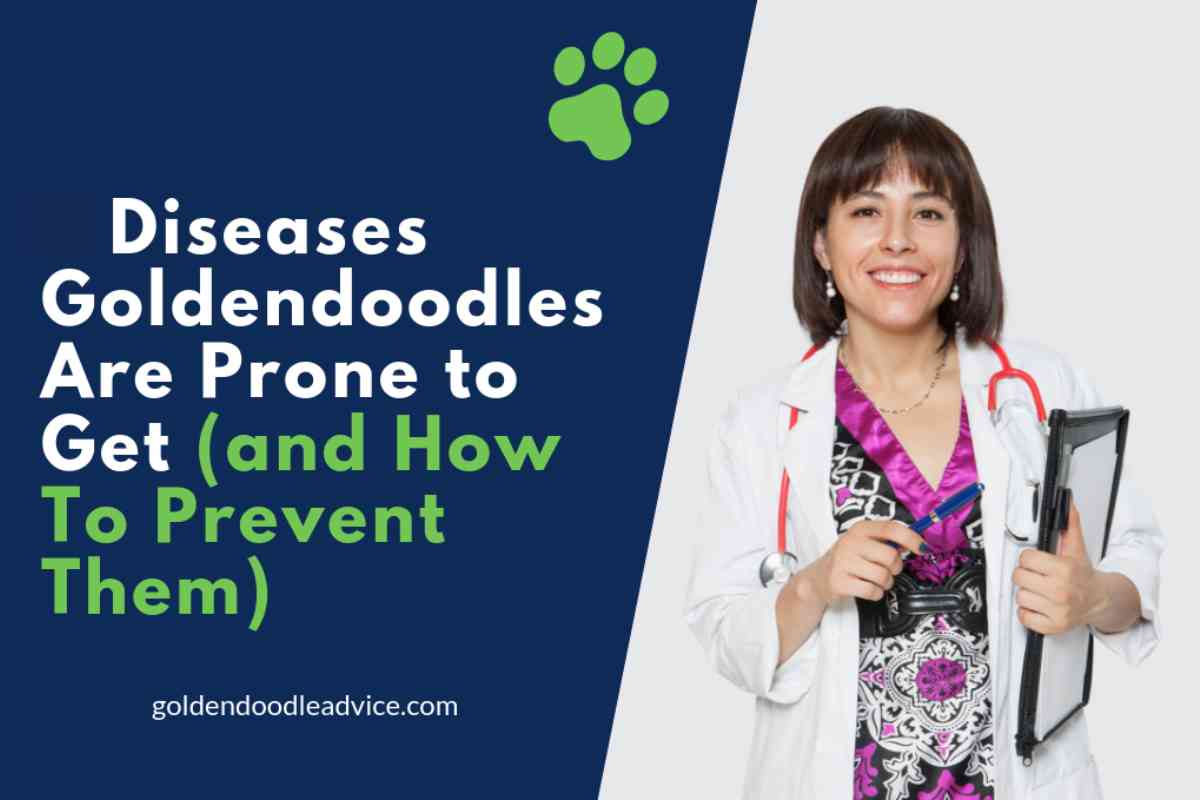 Goldendoodle Health Issues: What Do Most Goldendoodles Die From &Amp; How To Help!? 1