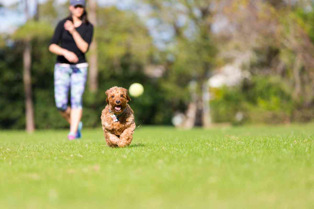 Goldendoodle Pros And Cons: Is This The Right Dog For You? 2