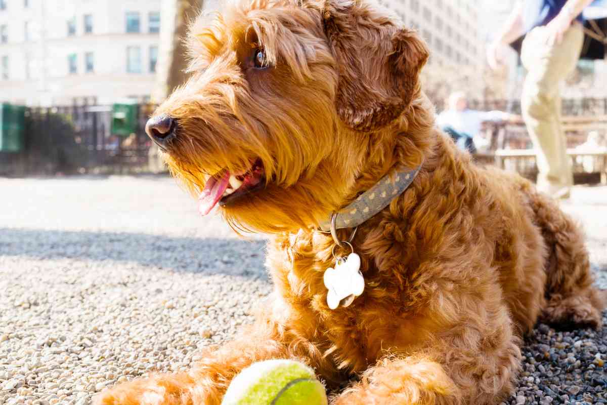 Goldendoodle Pros And Cons: Is This The Right Dog For You? 3