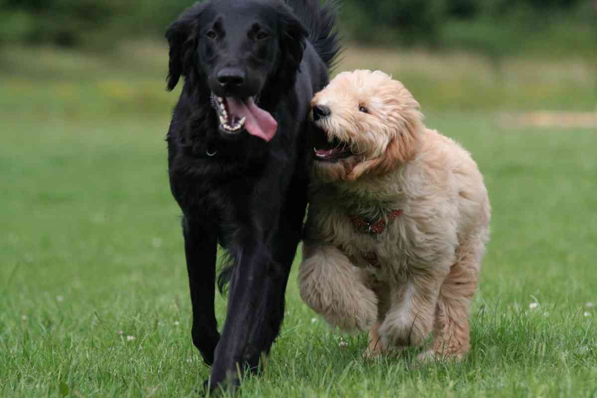 Goldendoodle Socialization: How To Raise A Well-Adjusted And Happy Puppy 3