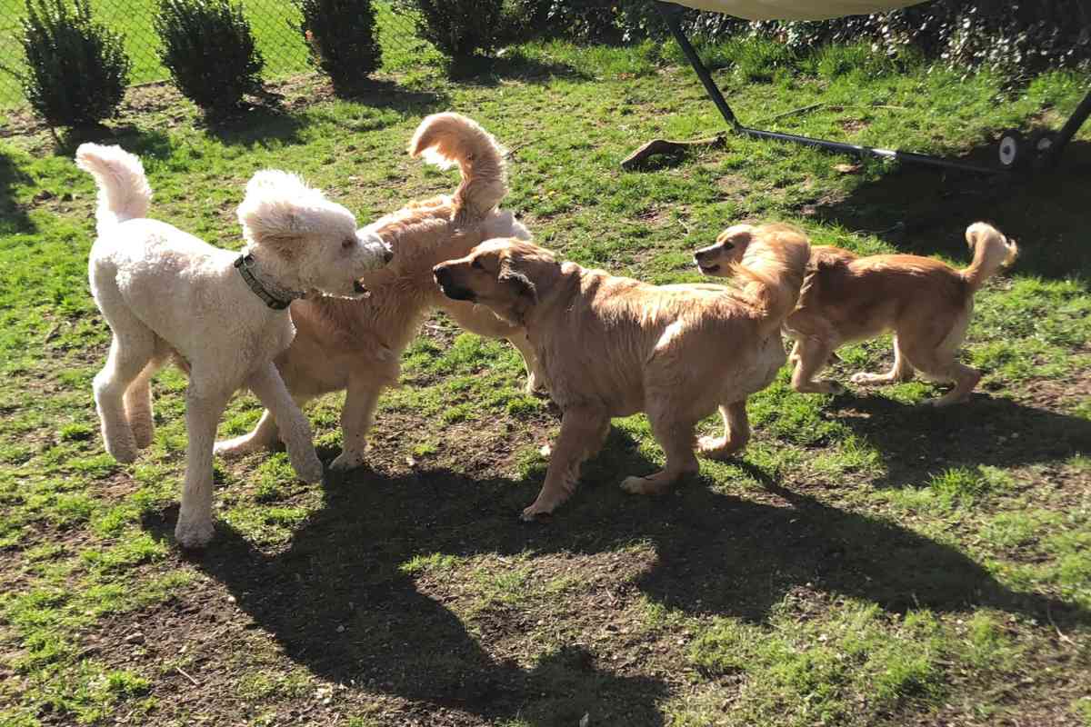 Goldendoodle Socialization: How To Raise A Well-Adjusted And Happy Puppy 1