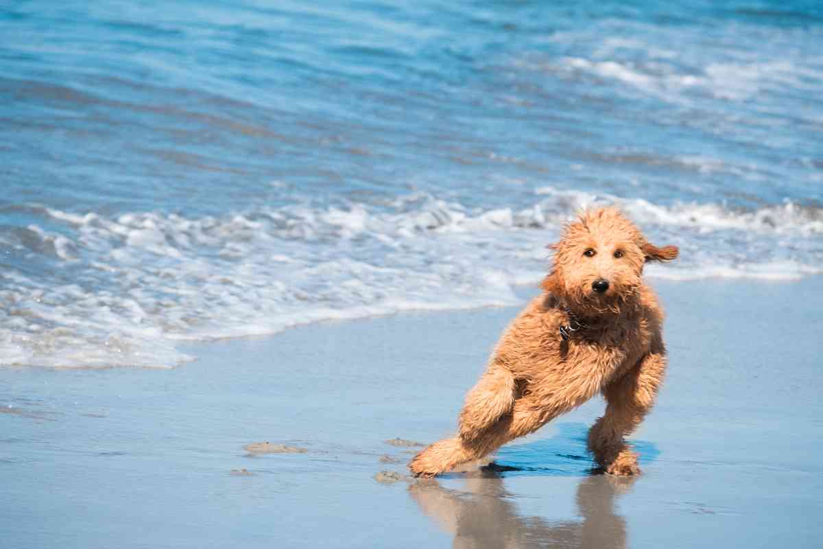 Do Goldendoodles Have A Double Coat? 2