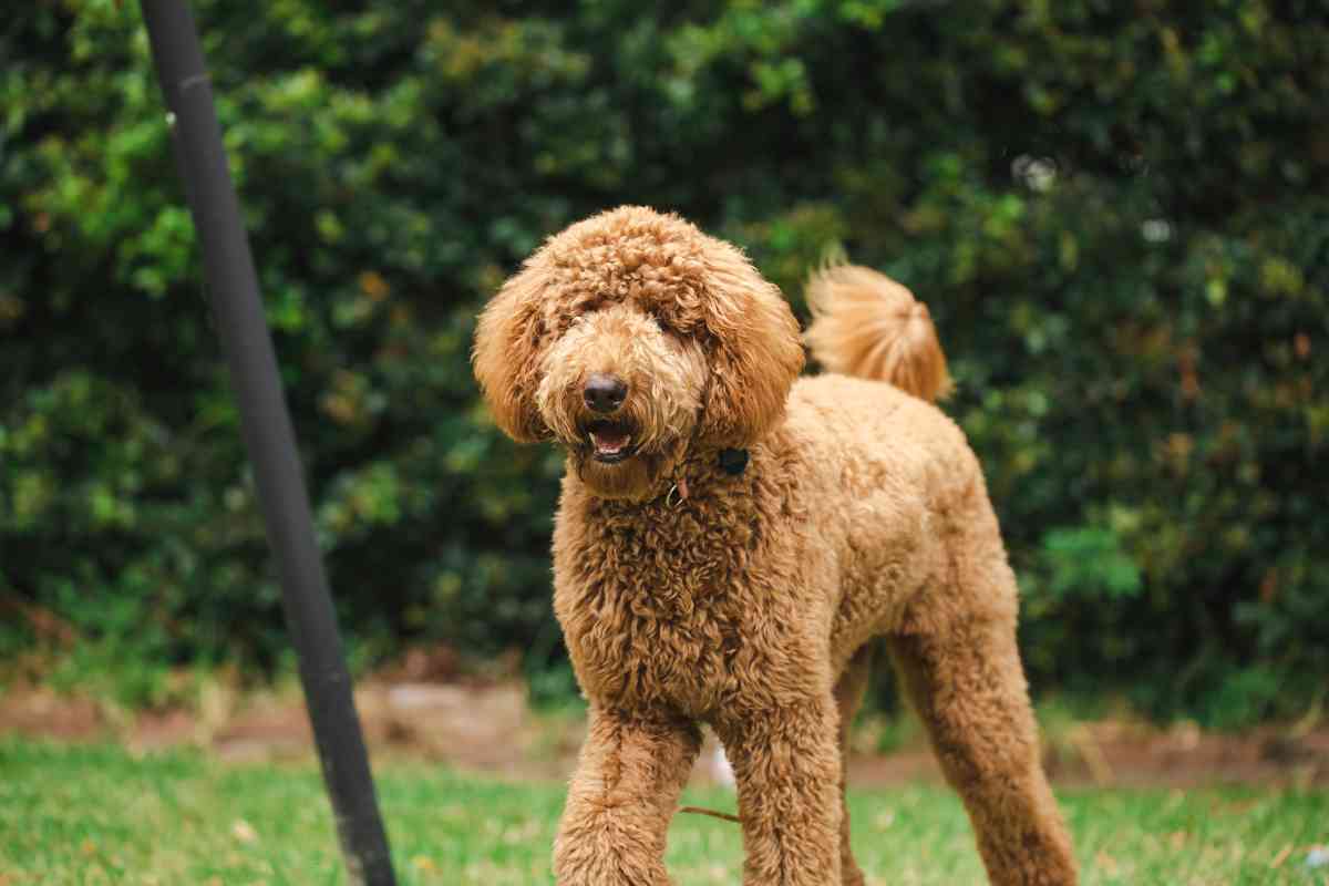 Do Goldendoodles Have A Double Coat? 4