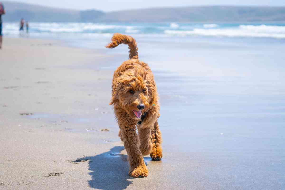 The History And Origin Of Goldendoodle Dogs 2