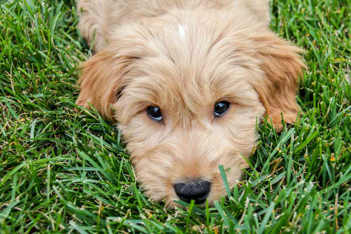 The History And Origin Of Goldendoodle Dogs 3